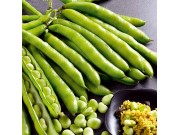 Masterpiece Long Pod Broad Bean (1/2 pint)